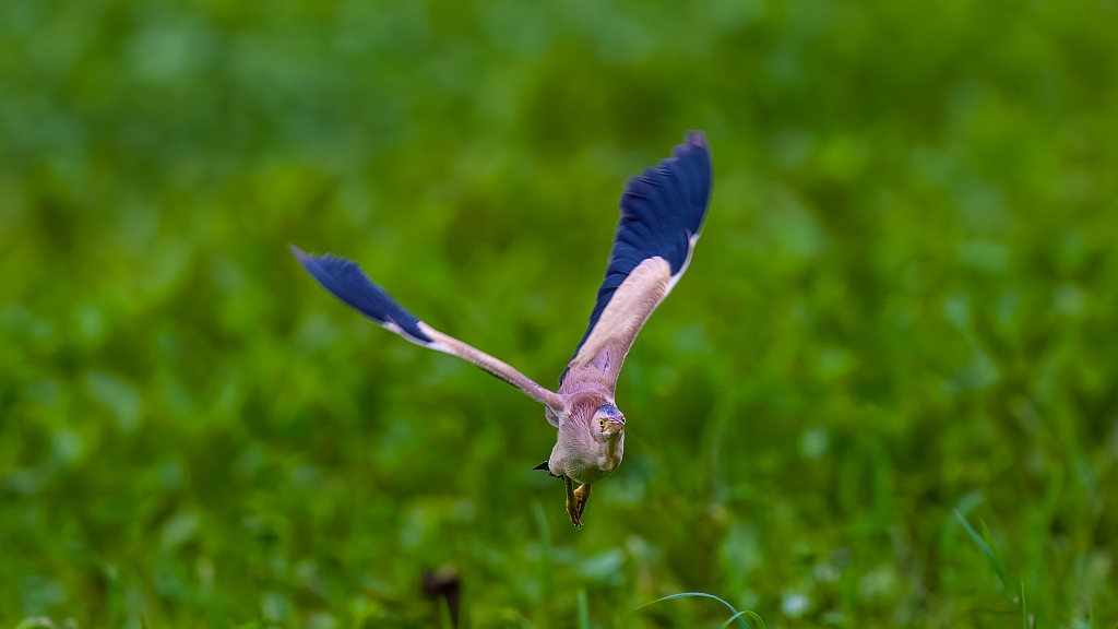 Yellow Bittern